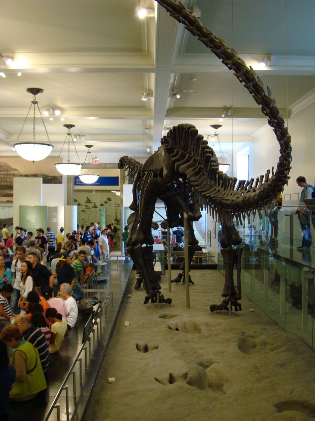 Visitors at the American Museum of Natural History beside a sauropod skeleton and a Paluxy River trackway laid out at its feet