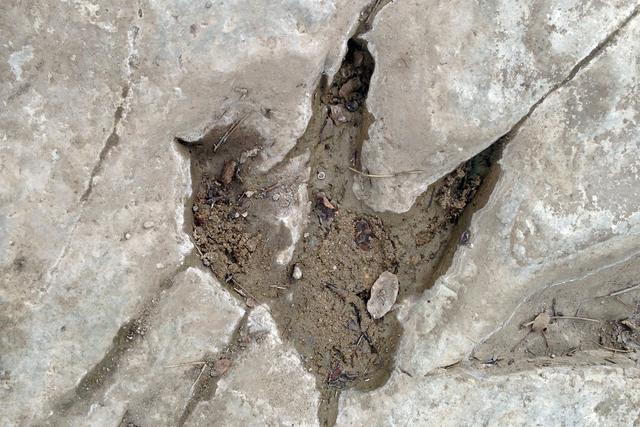 A three-toed dinosaur track pressed into pale limestone at Dinosaur Valley State Park, Texas