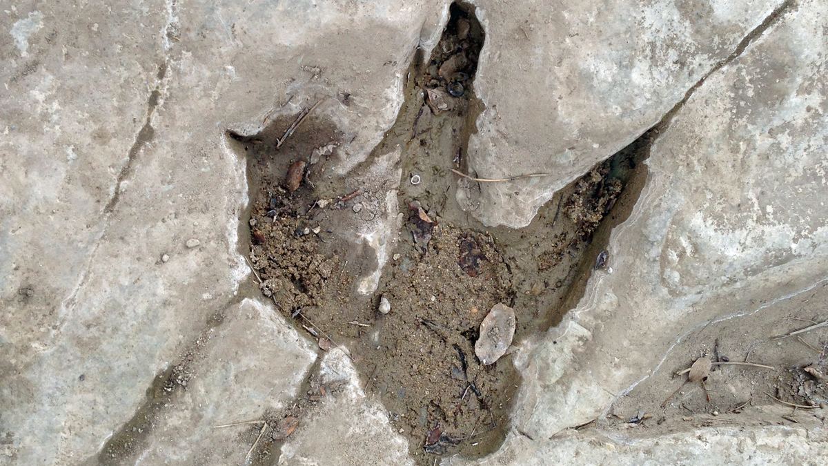 A three-toed dinosaur track pressed into pale limestone at Dinosaur Valley State Park, Texas