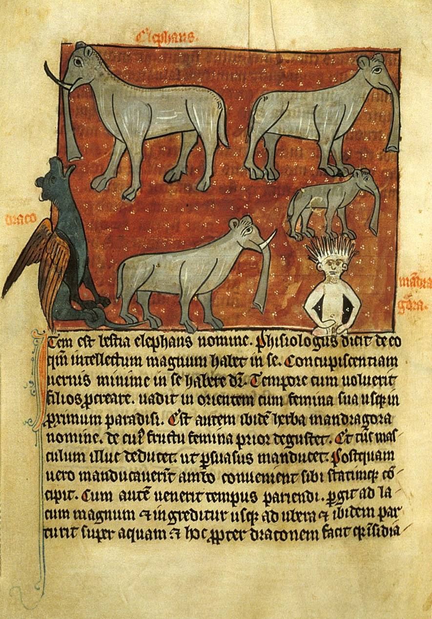 Bestiary page showing elephants and a dragon above a block of Latin text